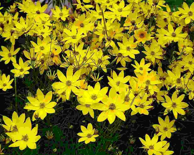 Flowers Skibo gula lw.jpg